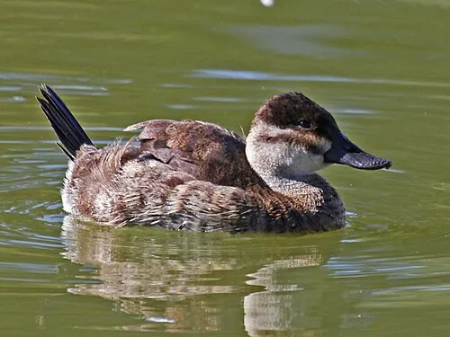 Adult female Ruddy Duck, buffy cheek crossed by dark stripe