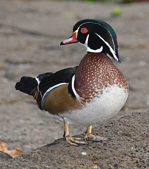 Adult male Wood Duck, iridescent crested head with white chin strap and red eye