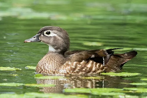 Adult female Wood Duck, gray-brown with white teardrop eye ring